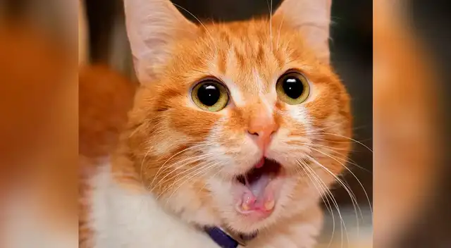 Dueña atrapa infraganti a su gato que iba a robar un trozo de carne
