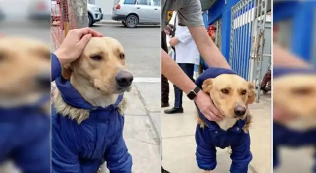 Perrito conquista las redes sociales por su amor incondicional.