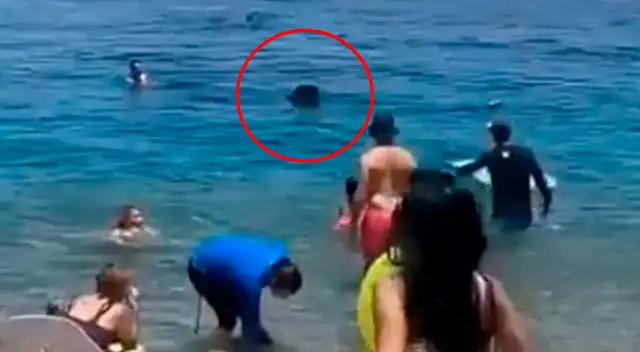 Tiburón ballena aparece en una playa de Israel