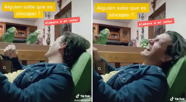 El video de los loritos se  volvió tendencia en TikTok.