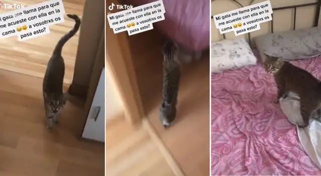 El video de la gatita llamada Prada se convirtió en un viral de TikTok.