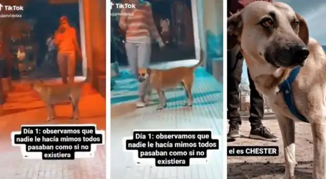 El perrito era ignorado por todas las personas que pasaban cerca de él.