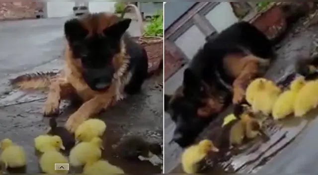 La conmovedora escena se robó el corazón de miles de usuarios en las redes sociales. La conmovedora escena se robó el corazón de miles de usuarios en las redes sociales.