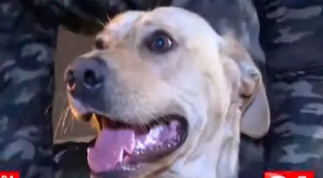 FiruCo se ha ganado el corazón de todos los peruanos por su fidelidad.