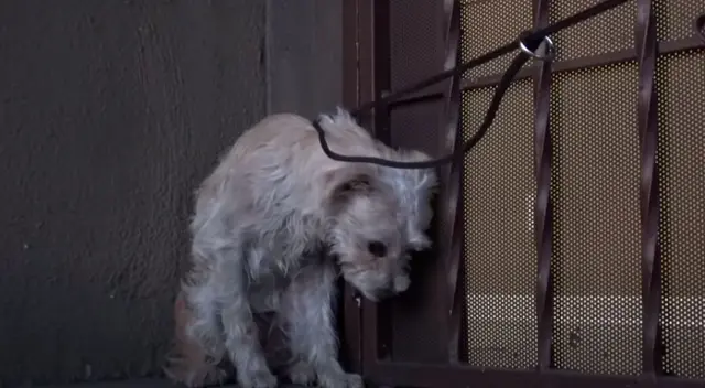 Hombre rescata a una perrita que había sido maltratada y su comportamiento conmueve Hombre rescata a una perrita que había sido maltratada y su comportamiento conmueve