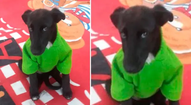 Perrita fue discriminada por su color de pelo.