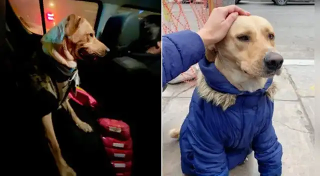 La historia real del  perro contada por la periodista de ATV  ha sorprendido a miles en las redes sociales.