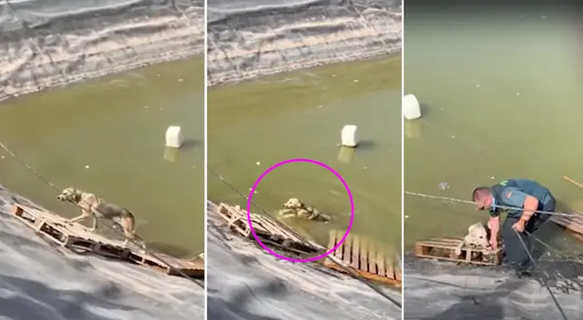 El animal luchó por salir, pero no pudo sin la ayuda de un policía. El animal luchó por salir, pero no pudo sin la ayuda de un policía.