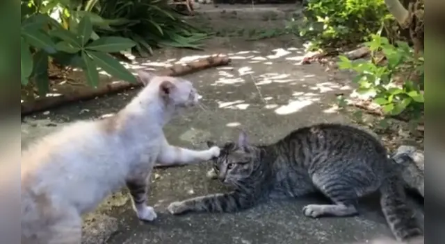 El peculiar llamado de atención de la 'pareja' del gato causó la risa de miles en las redes sociales.