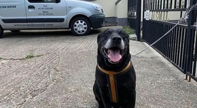 El labrador negro amaneció encadenado a una reja tras ser abandonado. El labrador negro amaneció encadenado a una reja tras ser abandonado.