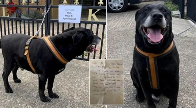 El labrador negro amaneció encadenado a una reja tras ser abandonado. El labrador negro amaneció encadenado a una reja tras ser abandonado.