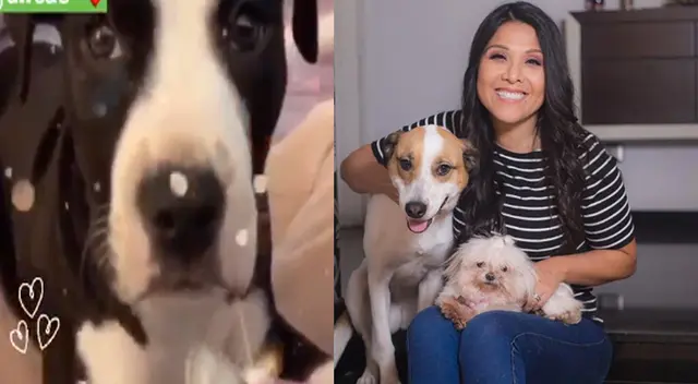 Tula Rodríguez incentiva a sus fans a adoptar mascotas.