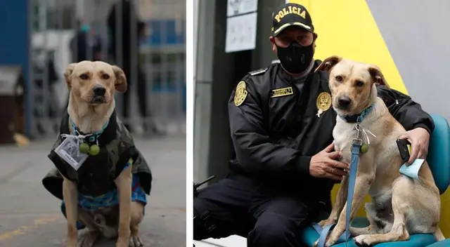 El animal, se ganó el cariño y aprecio de todos los peruanos por la fidelidad que mostró por su dueño y es considerado el 'Hachico' peruano. El animal, se ganó el cariño y aprecio de todos los peruanos por la fidelidad que mostró por su dueño y es considerado el 'Hachico' peruano.