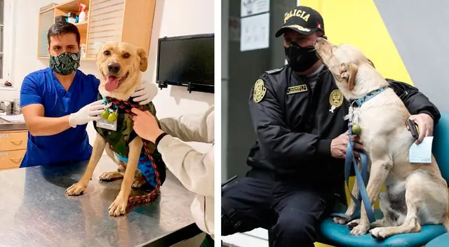 Lucky se ganó el cariño de los peruanos. Lucky se ganó el cariño de los peruanos.