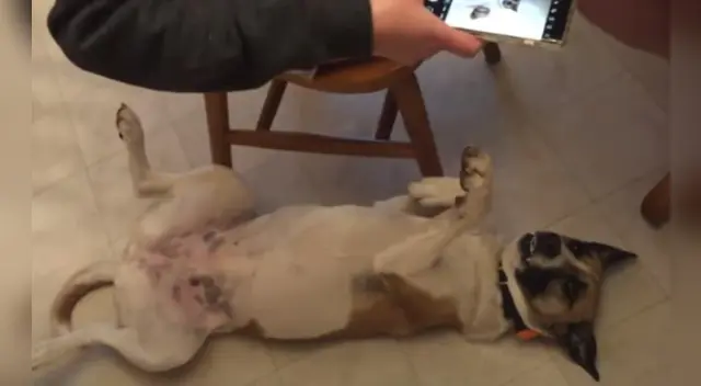 Las poses del perro causaron las risas de miles de usuarios en las redes sociales. Las poses del perro causaron las risas de miles de usuarios en las redes sociales.