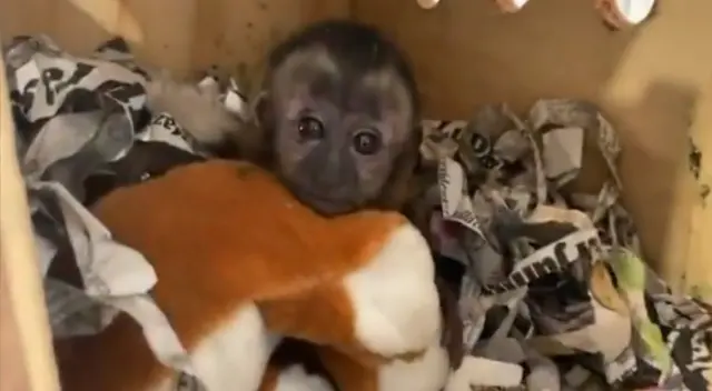 El mono bebé se encontraba en malas condiciones de salud.