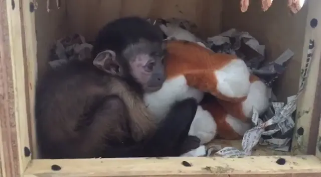 El mono bebé se encontraba en malas condiciones de salud.