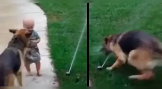 La actitud del perro ha logrado enternecer a miles en las redes sociales. La actitud del perro ha logrado enternecer a miles en las redes sociales.