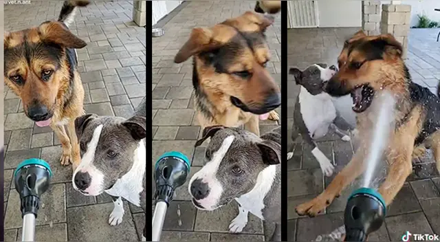 La cómica escena ha generado la risa de miles de usuarios en las redes sociales. La cómica escena ha generado la risa de miles de usuarios en las redes sociales.