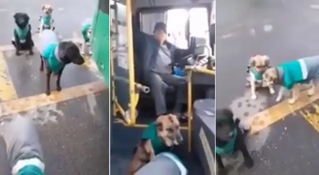 Cada uno de los perros tiene un uniforme que los identifica como trabajadores. Cada uno de los perros tiene un uniforme que los identifica como trabajadores.