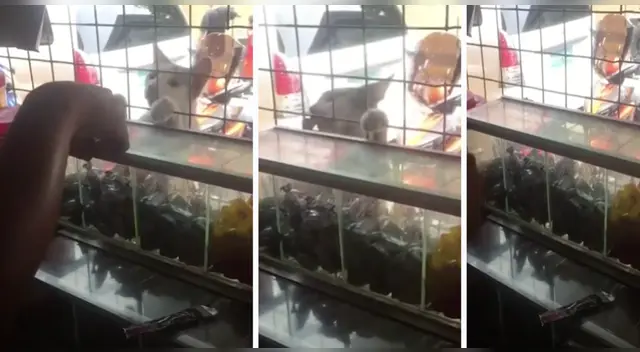 La curiosa huida del gato generó la risa de miles en las redes sociales.