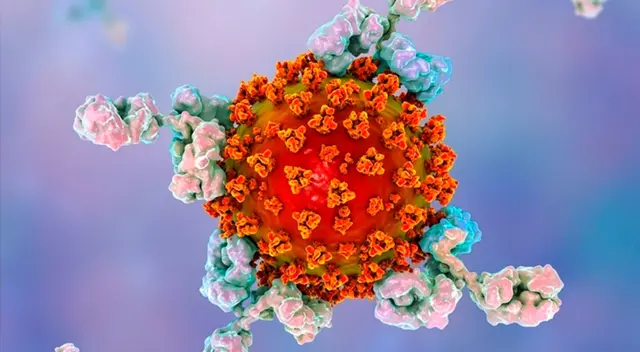 Anticuerpos que atacan el virus SARS-CoV-2.