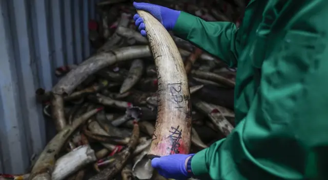 El comercio ilegal de especies es un riesgo para la salud humana, alertó la ONU. El comercio ilegal de especies es un riesgo para la salud humana, alertó la ONU.