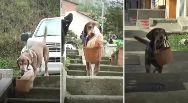 El labrador de ocho años recibe boocadillos como pago a su trabajo. El labrador de ocho años recibe boocadillos como pago a su trabajo.