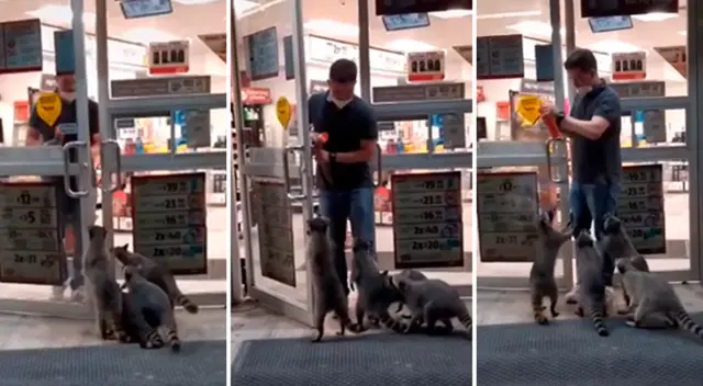 Los mapaches han logrado idear la manera de obtener comida gratis.