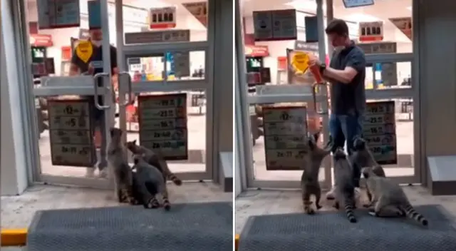 Los mapaches han logrado idear la manera de obtener comida gratis.