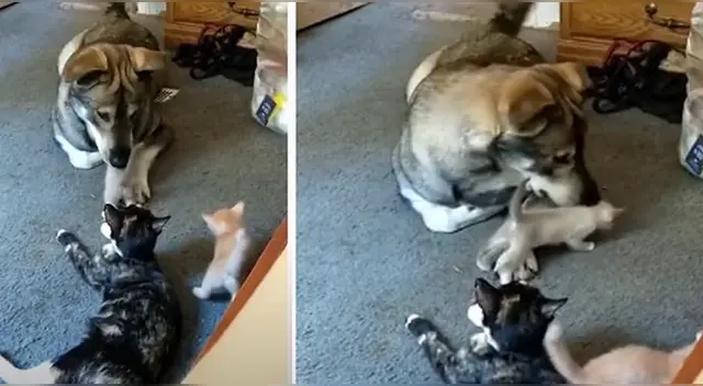 El tierno can se ganó el corazón de miles de internautas en las redes sociales. El tierno can se ganó el corazón de miles de internautas en las redes sociales.