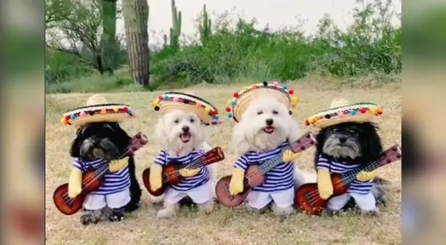 Los tiernos perros se robaron el corazón de miles de usuarios en las redes sociales.