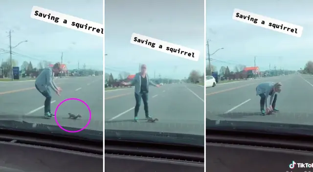 La ardilla se quedó inmóvil en medio de la carretera. La ardilla se quedó inmóvil en medio de la carretera.