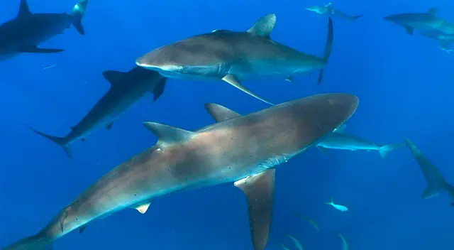 Mujer estaba surfeando cuando se percató de la presencia de unos tiburones.