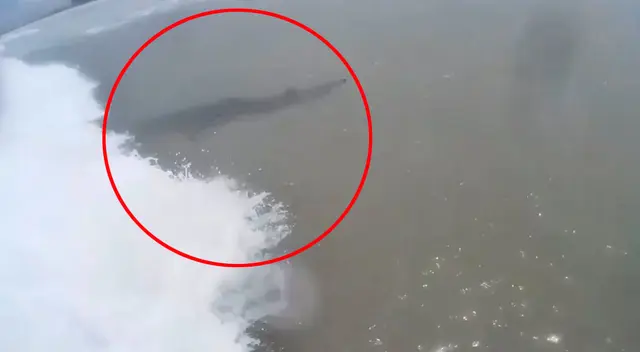 Mujer estaba surfeando cuando se percató de la presencia de unos tiburones.