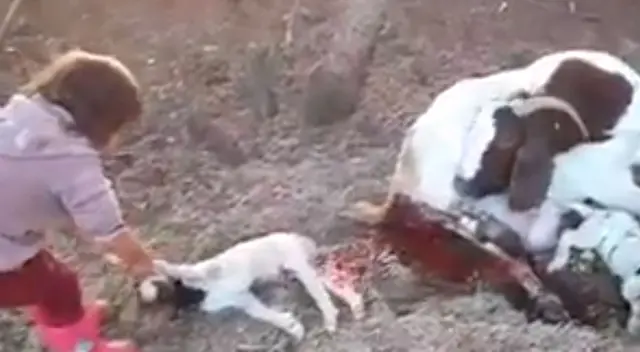 Niña ayudando a una cabra a dar a luz asombra a todos en las redes sociales Niña ayudando a una cabra a dar a luz asombra a todos en las redes sociales