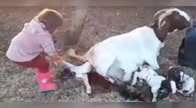 Niña ayudando a una cabra a dar a luz asombra a todos en las redes sociales Niña ayudando a una cabra a dar a luz asombra a todos en las redes sociales