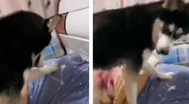 El comportamiento del can a la hora de obedecer a su dueña causó sensación en las redes sociales. El comportamiento del can a la hora de obedecer a su dueña causó sensación en las redes sociales.