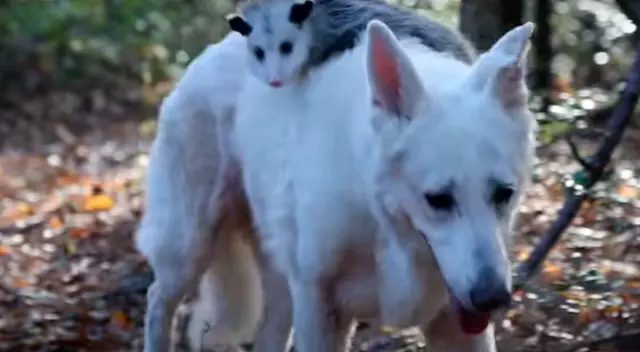 Perro adopta a una bebé zarigüeya que sobrevivió luego de perder a su madre Perro adopta a una bebé zarigüeya que sobrevivió luego de perder a su madre