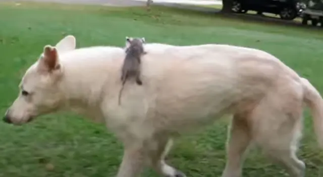 Perro adopta a una bebé zarigüeya que sobrevivió luego de perder a su madre Perro adopta a una bebé zarigüeya que sobrevivió luego de perder a su madre