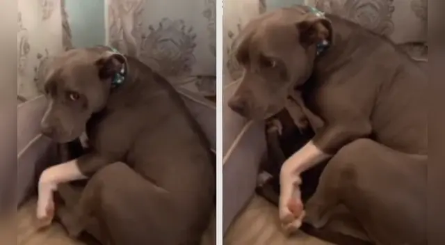 El video viral conmovió a miles de usuarios en las redes sociales. El video viral conmovió a miles de usuarios en las redes sociales.