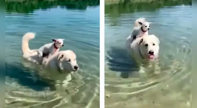 El tierno momento se robó el corazón de miles de usuarios en las redes sociales. El tierno momento se robó el corazón de miles de usuarios en las redes sociales.