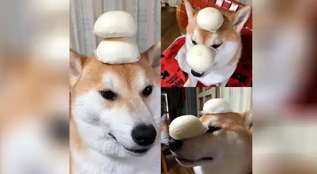 El perro que puede equilibrarlo todo en su cabeza El perro que puede equilibrarlo todo en su cabeza