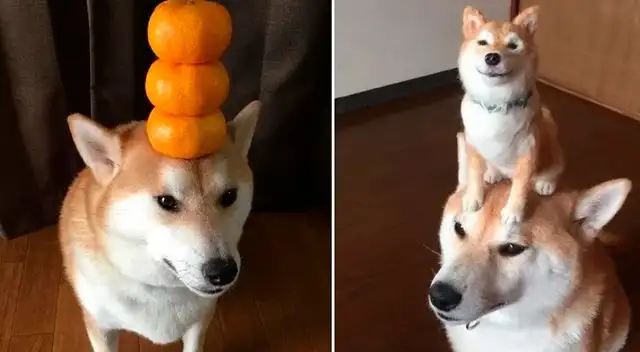 El perro que puede equilibrarlo todo en su cabeza El perro que puede equilibrarlo todo en su cabeza