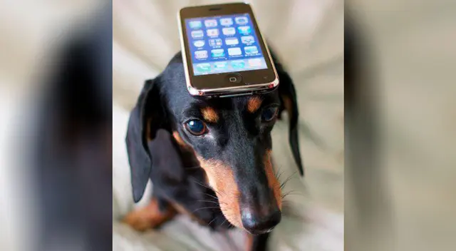 Perrito aprendió a contestar el teléfono de sus dueños. Perrito aprendió a contestar el teléfono de sus dueños.