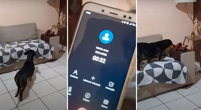 Perrito aprendió a contestar el teléfono de sus dueños. Perrito aprendió a contestar el teléfono de sus dueños.