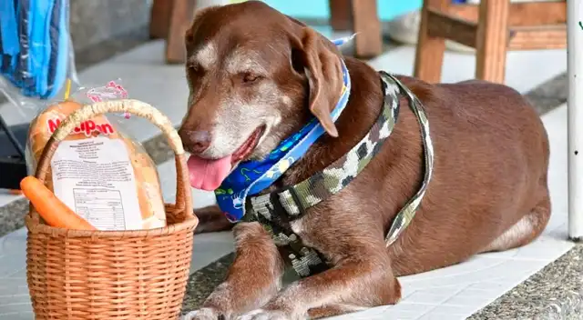Roban canasta a perrito que trabajaba en una tienda repartiendo productos Roban canasta a perrito que trabajaba en una tienda repartiendo productos