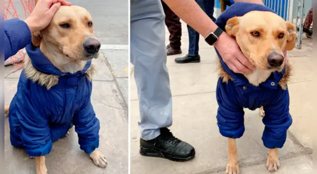 La historia 'real' del perro ha sorprendido a miles en las redes sociales.