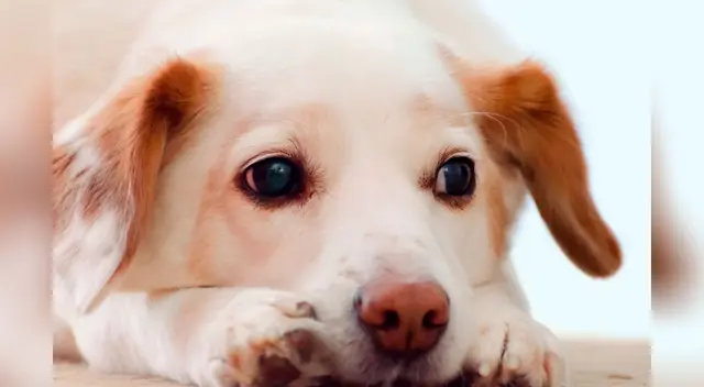 Perrito se rehúsa a quedarse en solo en su casa y tiene adorable reacción Perrito se rehúsa a quedarse en solo en su casa y tiene adorable reacción