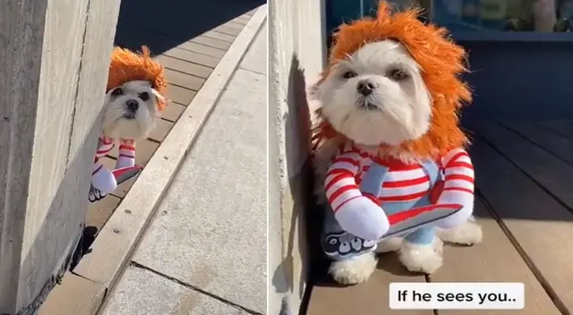 Perrito se ha convertido en un personaje viral en TikTok. Perrito se ha convertido en un personaje viral en TikTok.